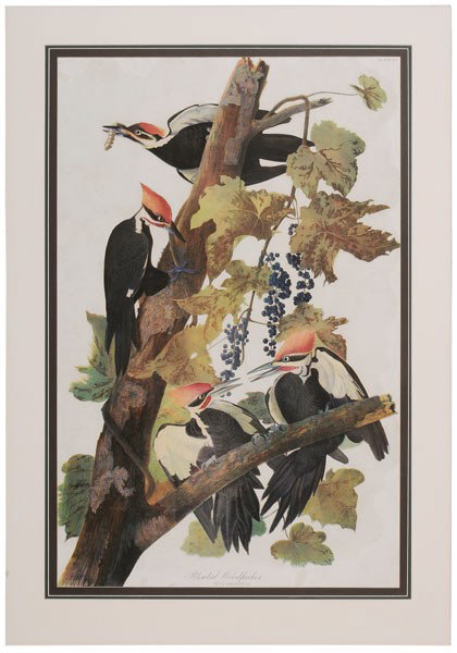 After John James Audubon: (New York, 1785-1851), Pileated Woodpecker, Plate 257, from the elephant folio of [The Birds of America,] lithography by Julius Bien, 1860, signed under mat, chromolithograph on paper, 39-1/2 x 26-3/8