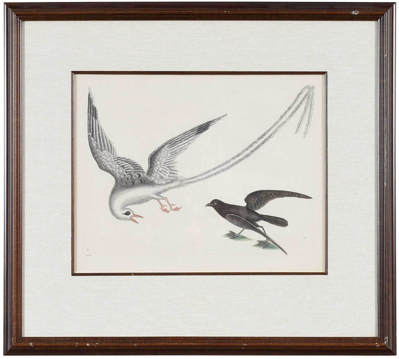 Mark Catesby: (British, 1679-1749) T. 14 Red-billed Tropick Bird and Storm Petrel from The Natural History of Carolina, Florida and The Bahama Islands, 3rd edition, monogram lower right in plate, hand colored engra