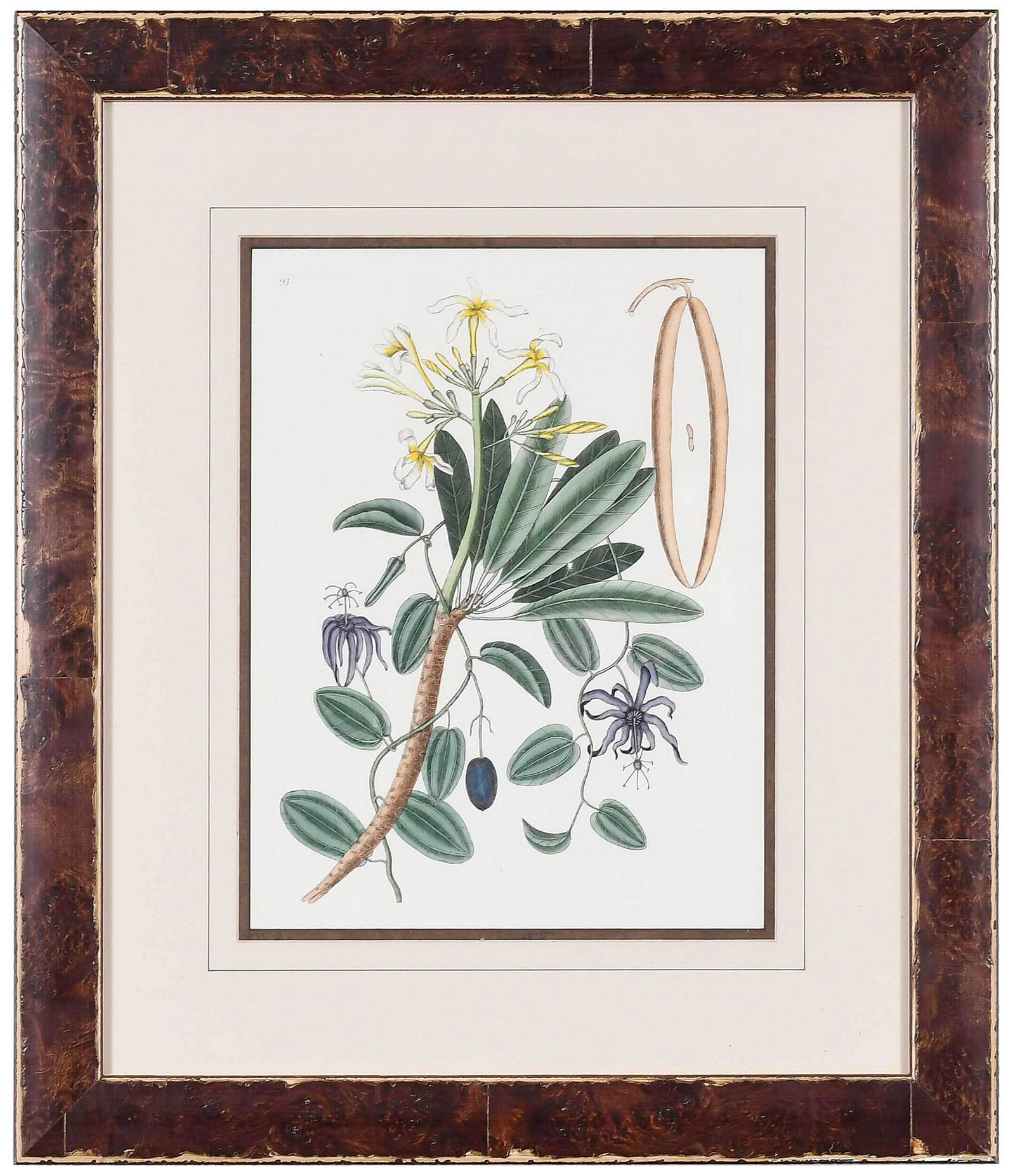 Mark Catesby: (British, 1679-1749) T. 93 Passionflower and Plumeria, from The Natural History of Carolina, Florida and The Bahama Islands, 3rd edition, hand colored engraving, on wove paper, plate 13-5/8 x 10-1/8 i