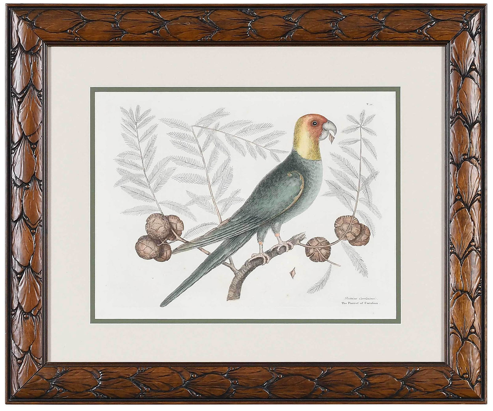Mark Catesby: (British, 1679-1749) T. 11 Parrot of Carolina from The Natural History of Carolina, Florida and The Bahama Islands, 1731-1743 edition, hand colored engraving on laid paper with Strasbourg Lily waterma