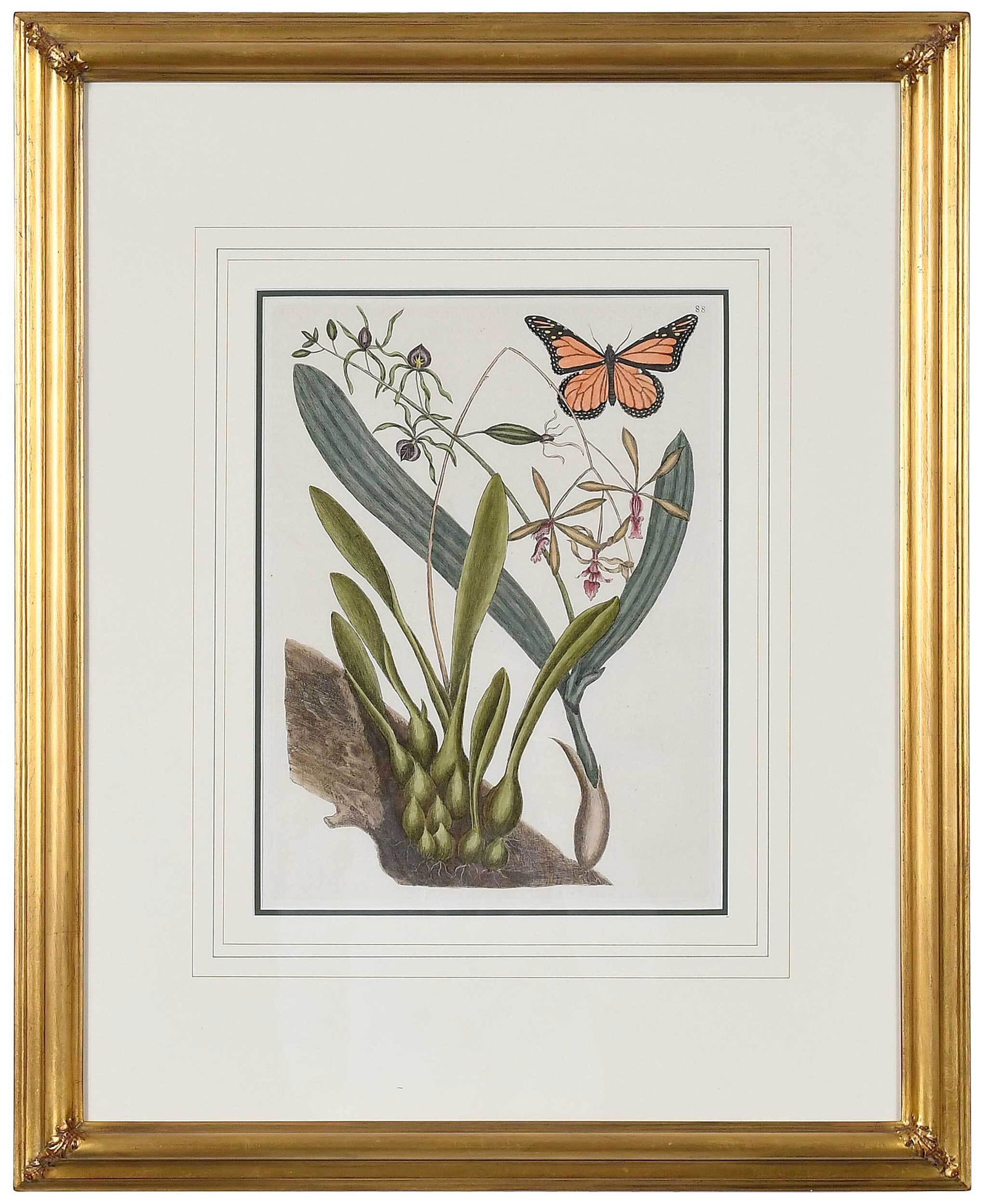 Mark Catesby: (British, 1679-1749) T. 88 Monarch Butterfly with Bahaman Orchid and Shell Orchid, from The Natural History of Carolina, Florida, and the Bahama Islands, 1731-1743 edition, hand colored engraving on l