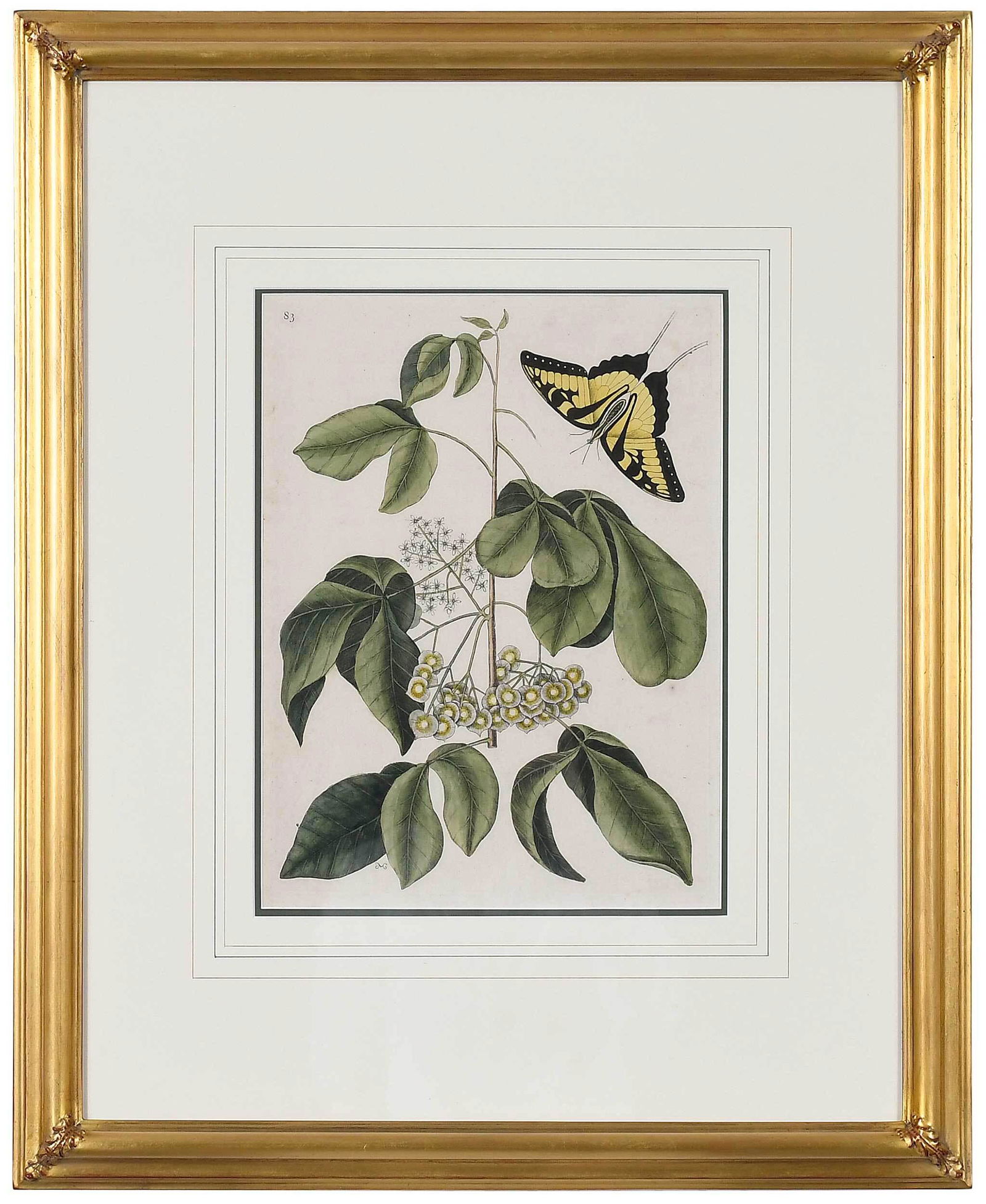 Mark Catesby: (British, 1679-1749) T. 83 Tiger Swallowtail, from The Natural History of Carolina, Florida, and the Bahama Islands, 1754 edition, monogrammed lower left, hand colored engraving on laid paper with Str