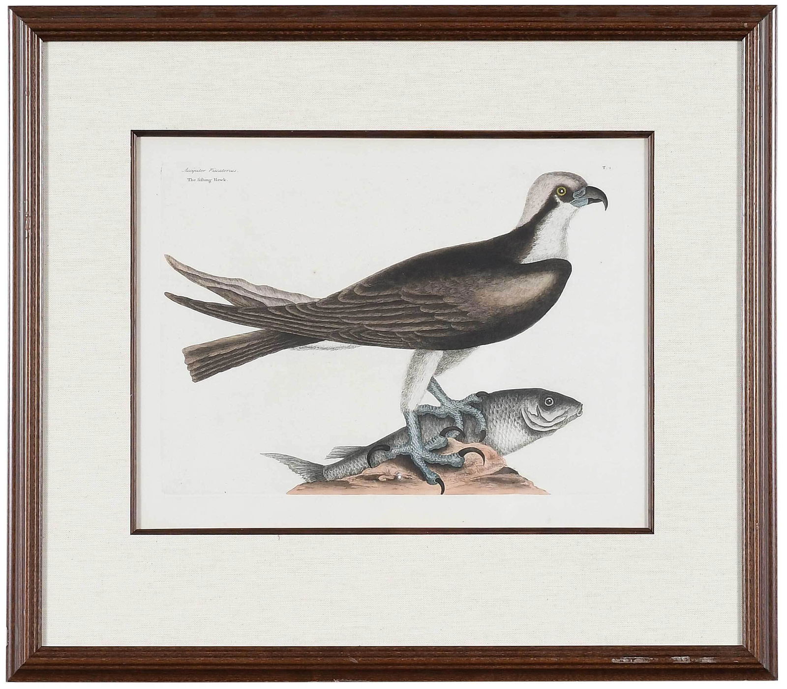 Mark Catesby: (British, 1679-1749) Two seabird hand colored engravings from The Natural History of Carolina, Florida and The Bahama Islands: T. 2 The Fishing Hawk, 1731-1743 edition, on laid paper with Strasbourg L