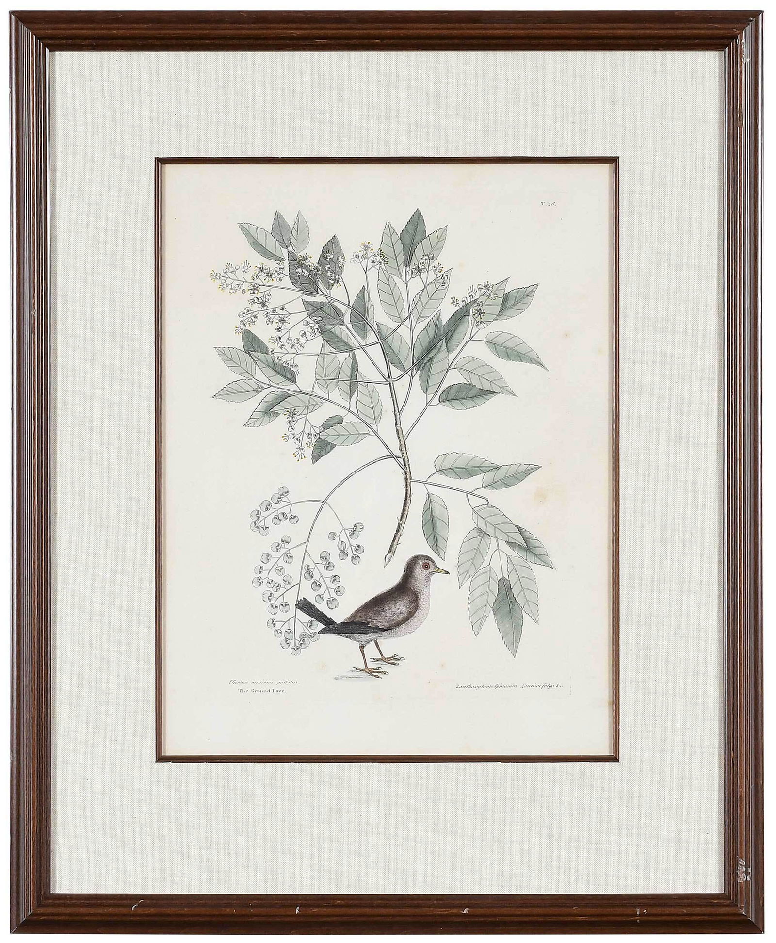 Mark Catesby: (British, 1679-1749) T. 26 The Ground Dove, The Pellitory or Tooth-ach Tree from The Natural History of Carolina, Florida and The Bahama Islands, 1731-1743 edition, hand colored engraving on laid pape