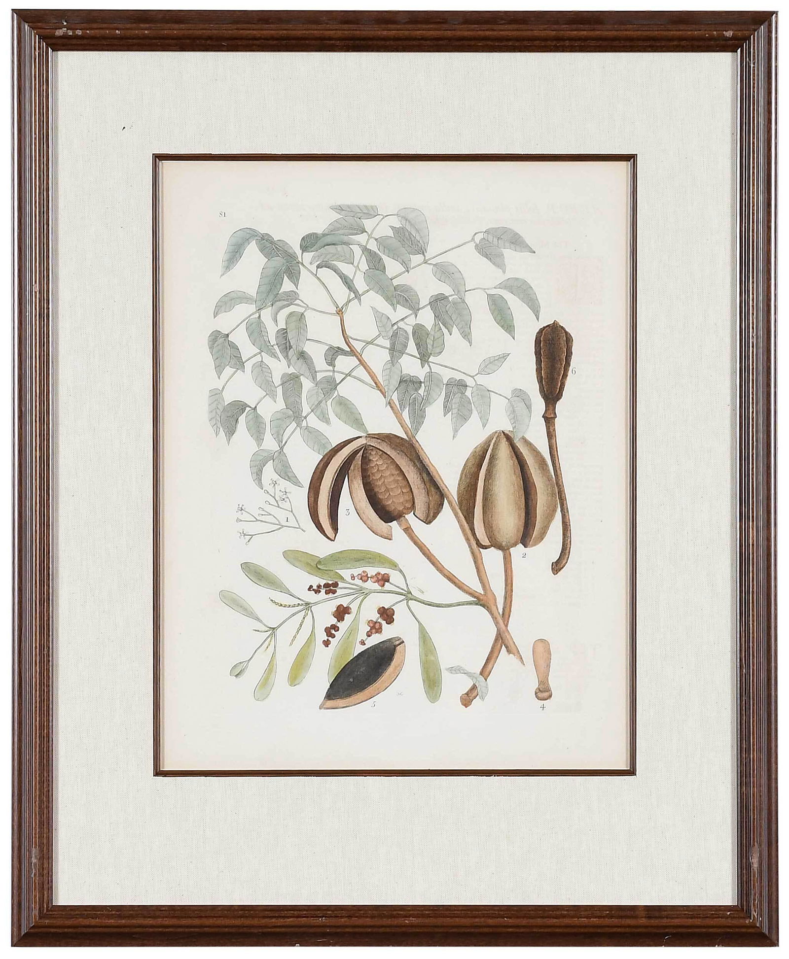 Mark Catesby: (British, 1679-1749) T. 81 The Mahogany Tree, Mistleto, from The Natural History of Carolina, Florida and The Bahama Islands, 1731-1743, Vol. 1, monogrammed within plate, hand colored engraving on lai
