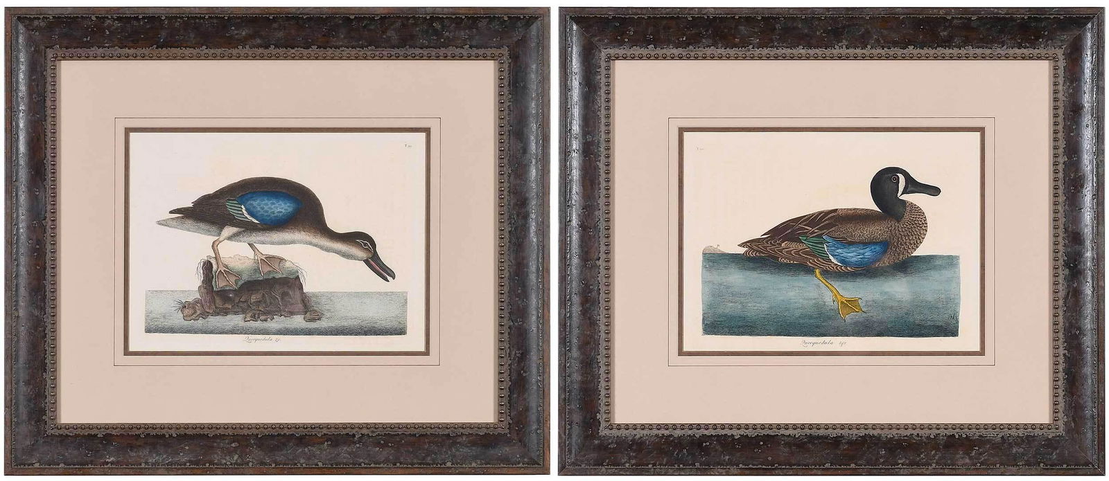 Mark Catesby: (British, 1679-1749) Two hand colored engravings of ducks from The Natural History of Carolina, Florida and The Bahama Islands, third edition: T. 99. The Blue-wing Teal, plate 10-1/4 x 13-7/8 in., she
