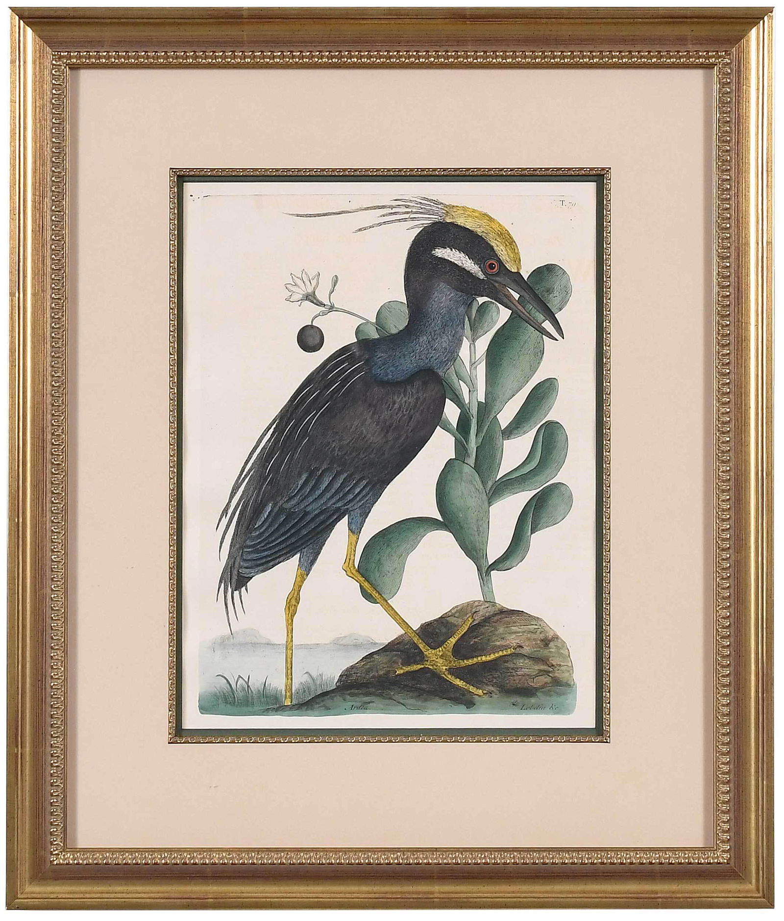 Mark Catesby: (British, 1679-1749) T. 79 Crested Bittern from The Natural History of Carolina, Florida and The Bahama Islands, 3rd edition, hand colored engraving on wove paper with "J Ruse 1800" watermark; plate 1