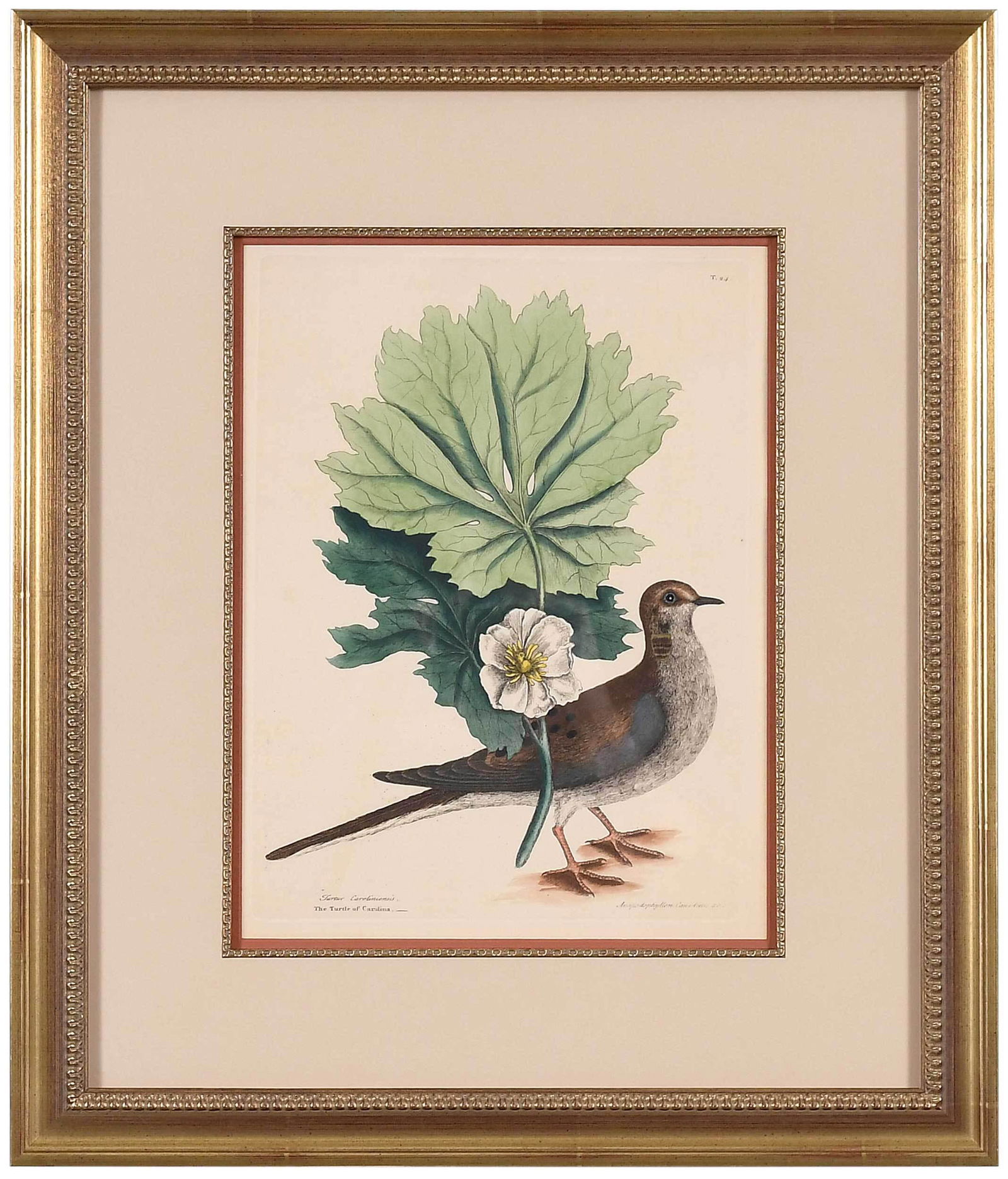 Mark Catesby: (British, 1679-1749) T. 24 Turtle of Carolina from The Natural History of Carolina, Florida and The Bahama Islands, 3rd edition, hand colored engraving on wove paper, plate 13-7/8 x 10-1/4 in.; sheet