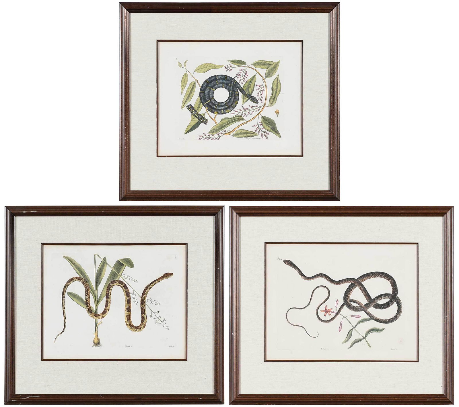 Mark Catesby: (British, 1679-1749) Three hand colored engravings of snakes from The Natural History of Carolina, Florida and The Bahama Islands, 1754 edition: T. 52 Eastern King Snake with Coastal Doghobble, laid p