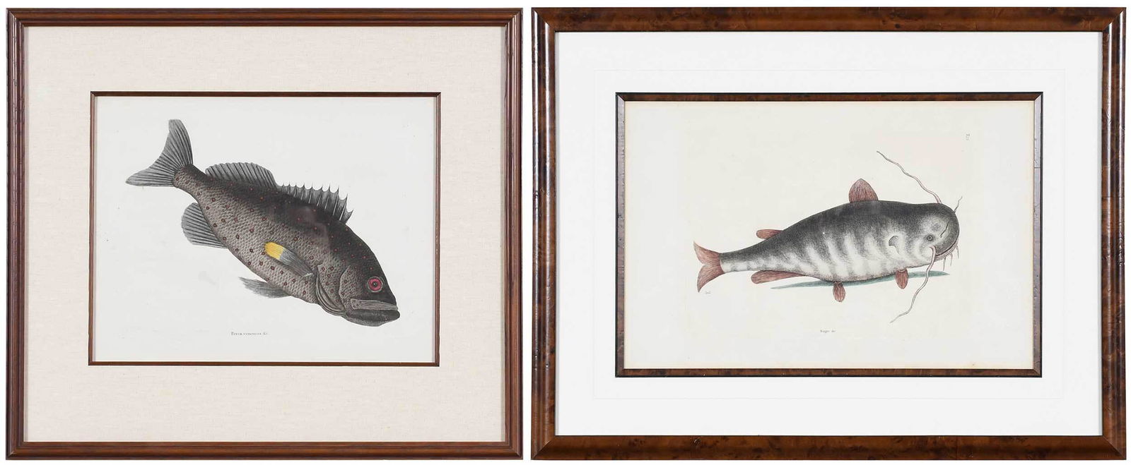 Mark Catesby: (British, 1679-1749) Two hand colored engravings of fish from The Natural History of Carolina, Florida and The Bahama Islands, third edition: T. 23 plate 9-7/8 in. x 13-3/4 in. sheet 14-1/8 x 21 in.;