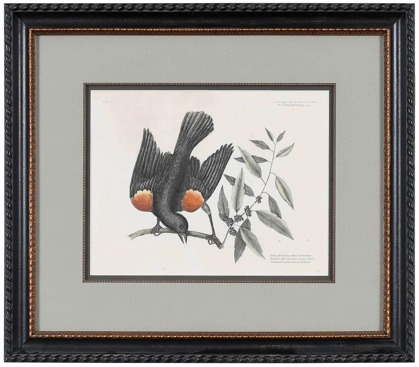 Mark Catesby: (British, 1679-1749) T. 13 The Red Wing'd Starling, The Broad-leaved Candle-berry Myrtle from The Natural History of Carolina, Florida and The Bahama Islands, 1754 edition, hand colored engraving on l