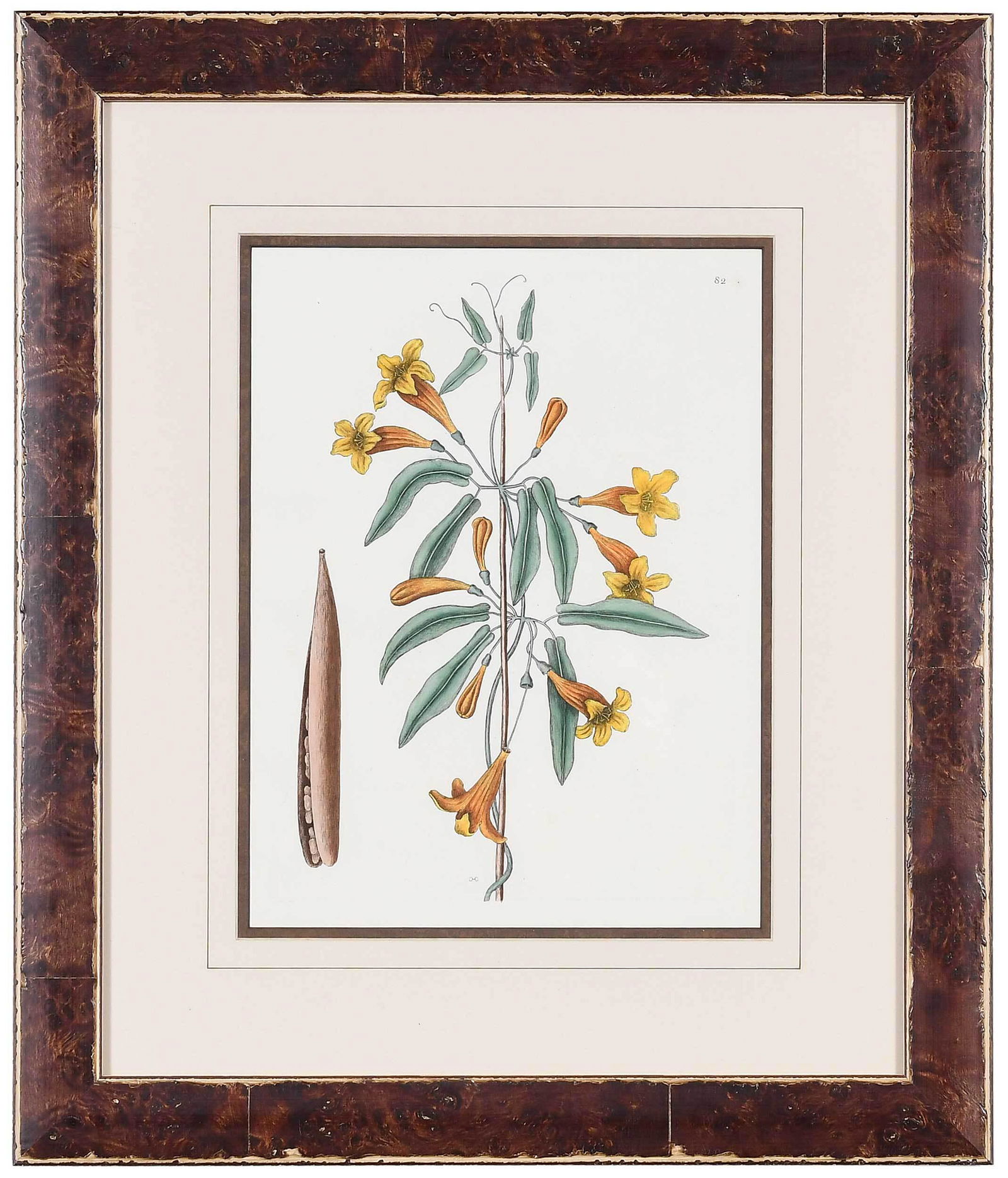 Mark Catesby (1 of 6)