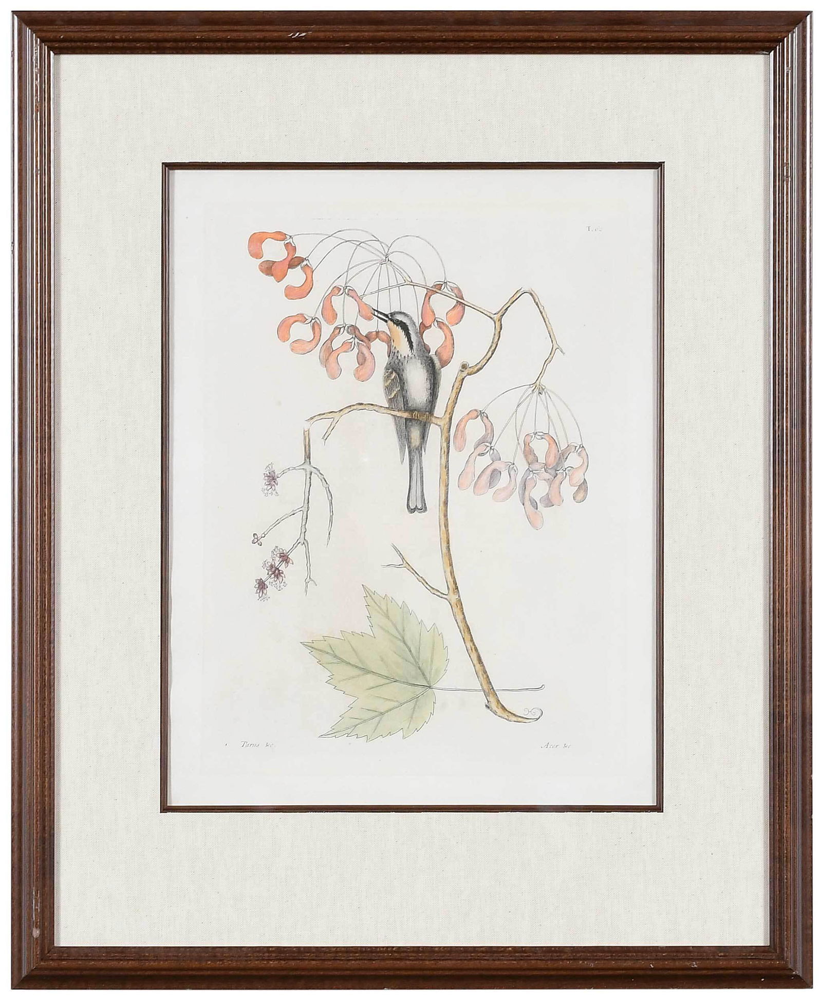 Mark Catesby: (British, 1679-1749) T. 62 Yellow-throated Creeper (Warbler), with Red Maple, from The Natural History of Carolina, Florida and The Bahama Islands, Vol. I, 1754 edition, hand colored engraving on laid