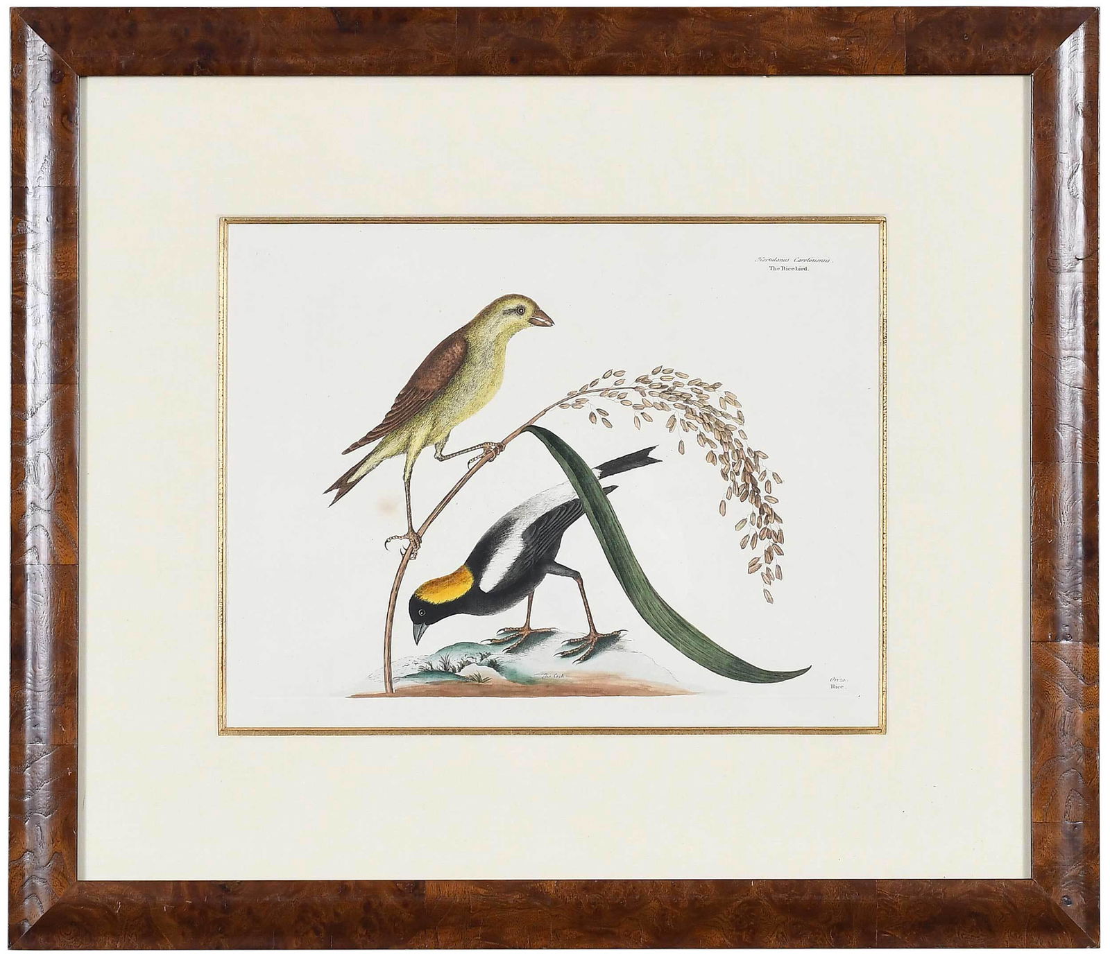 Mark Catesby: (British, 1679-1749) T. 14 Rice-bird, from The Natural History of Carolina, Florida and The Bahama Islands, 1771 edition, hand-colored engraving on laid paper with "J. Whatman" watermark; plate 10-1/4