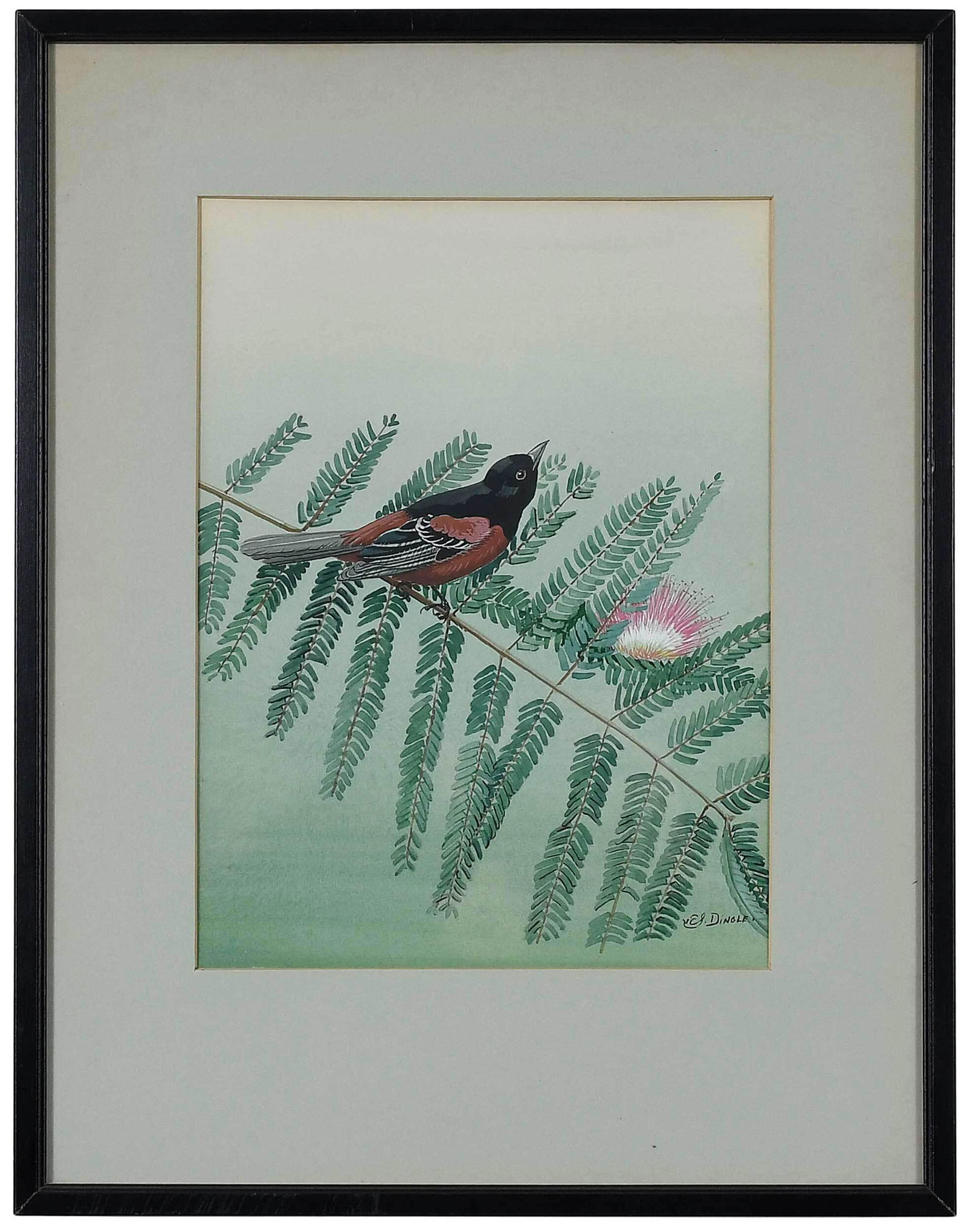 Edward Von Siebold Dingle (1 of 3)