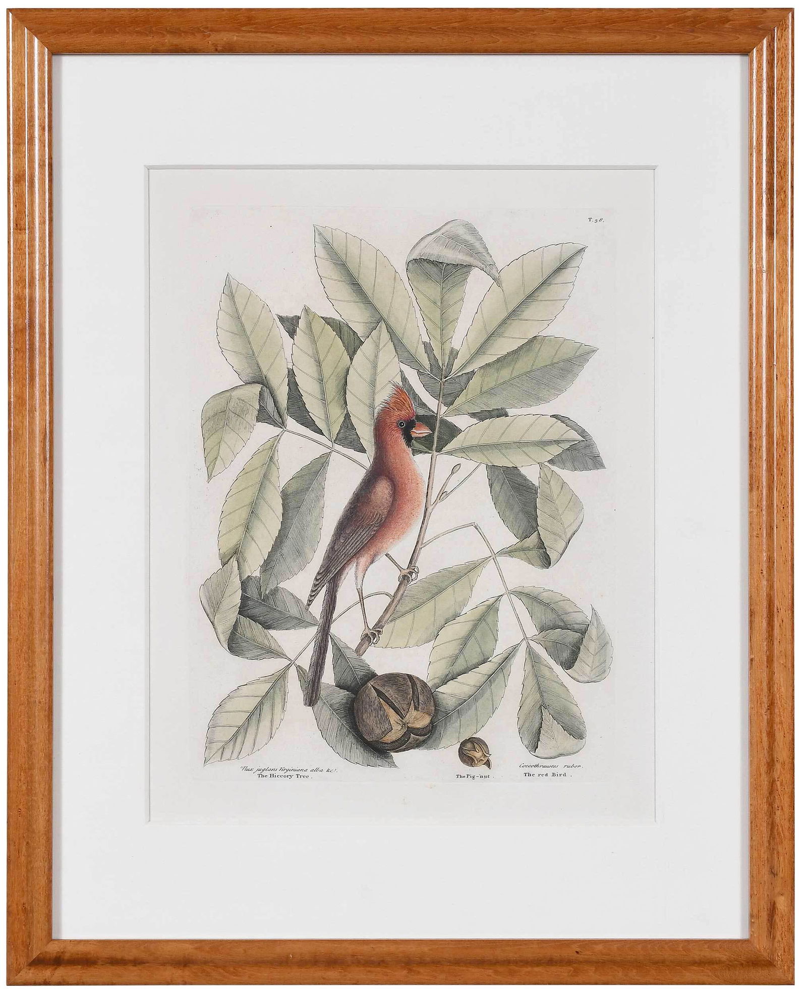Mark Catesby: (British, 1679-1749) T. 38: The Red Bird/Pig-nut/HiccoryTree, from The Natural History of Carolina, Florida and The Bahama Islands, 1731-1743, Vol. 1, hand colored engraving on laid paper with Strasbu