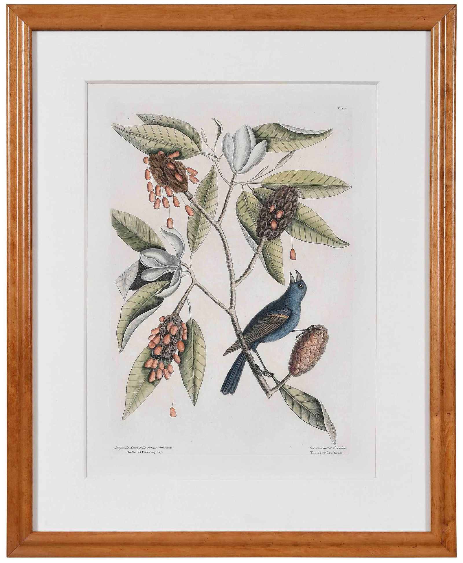 Mark Catesby: (British, 1679-1749) T. 39 The blew Grosbeak, The Sweet Flowring Bay, from The Natural History of Carolina, Florida and The Bahama Islands, 1731-1743, Vol. 1, hand colored engraving on laid paper with