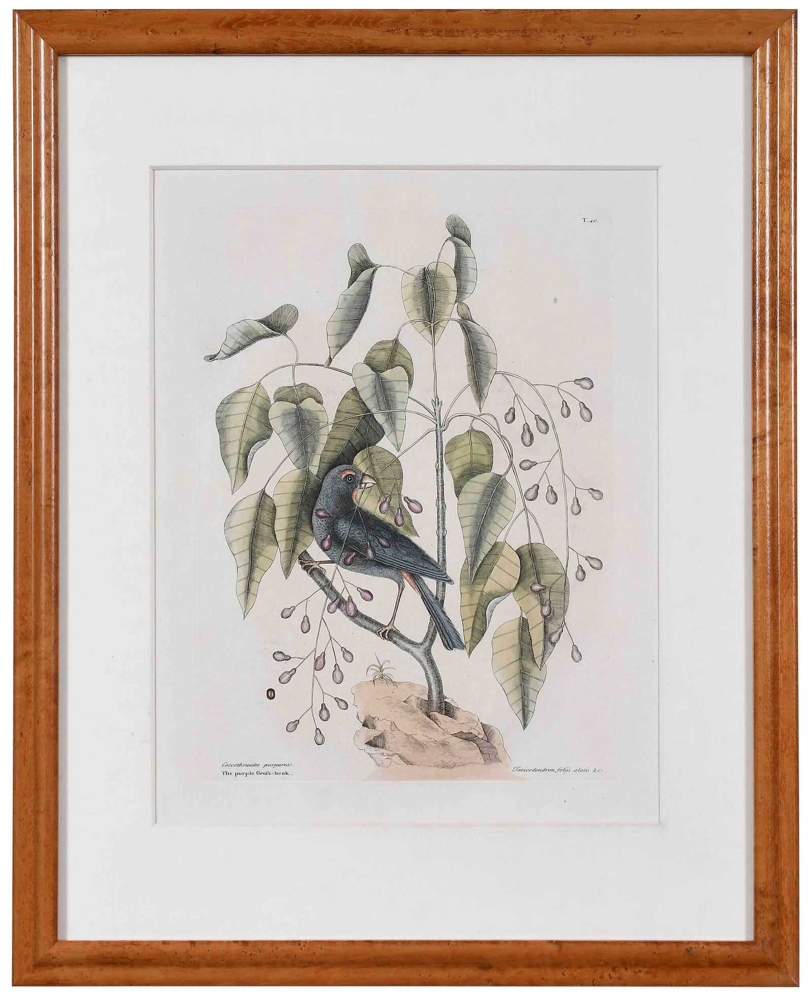 Mark Catesby: (British, 1679-1749) T. 40 The purple Gross-beak, from The Natural History of Carolina, Florida and The Bahama Islands, 1731-1743, Vol. 1, hand colored engraving on laid paper with Strasburg Lily "4"
