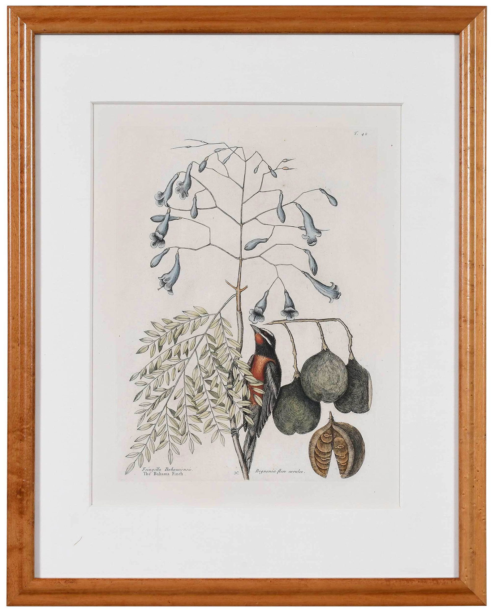 Mark Catesby: (British, 1679-1749) T. 42 The Bahama Finch, from The Natural History of Carolina, Florida and The Bahama Islands, 1731-1743, Vol. 1, monogrammed bottom middle in plate, hand colored engraving on laid