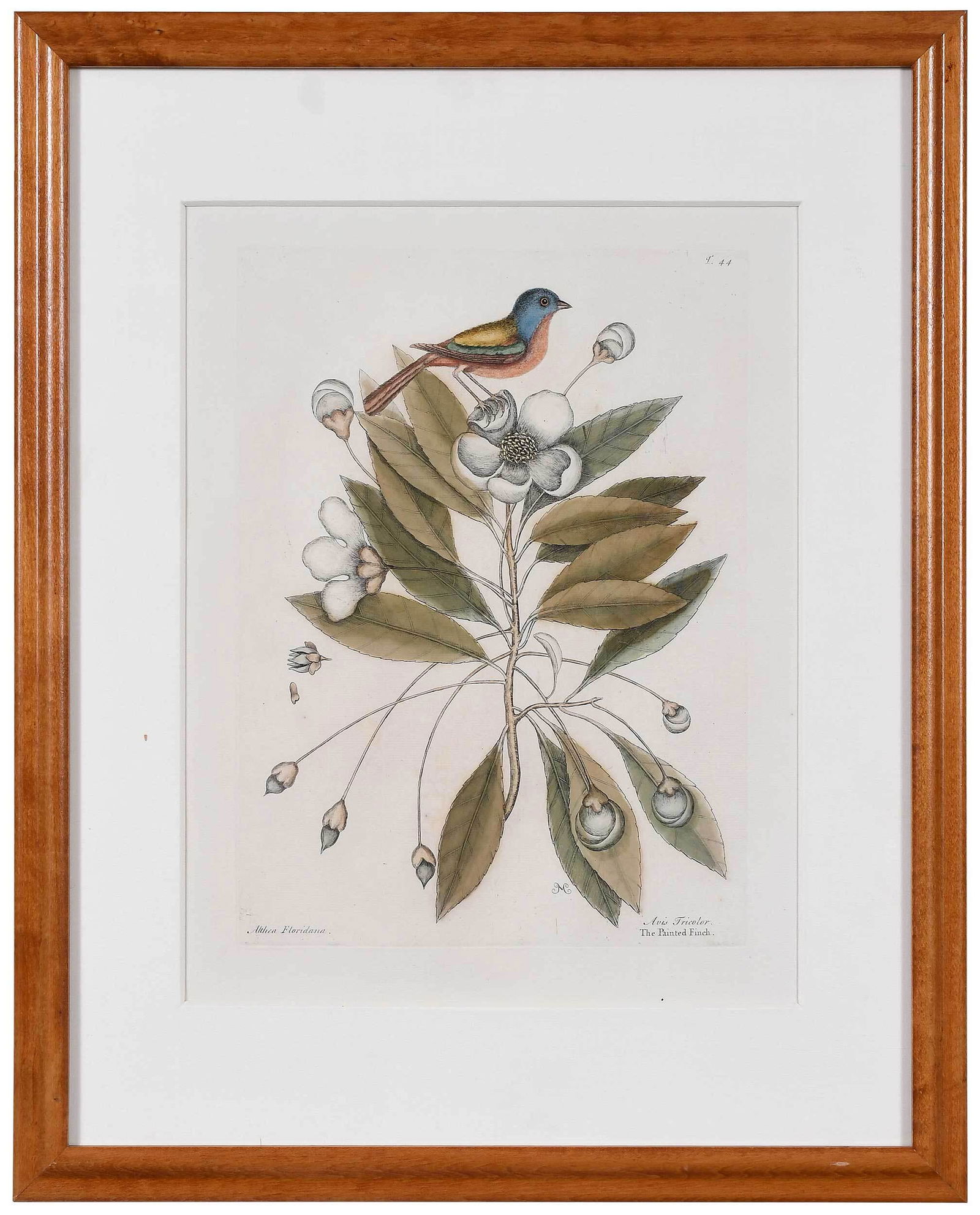 Mark Catesby: (British, 1679-1749) T. 44 The Painted Finch, from The Natural History of Carolina, Florida and The Bahama Islands, 1754 edition, Vol. 1, hand-colored engraving on laid paper with "IV" watermark, plat