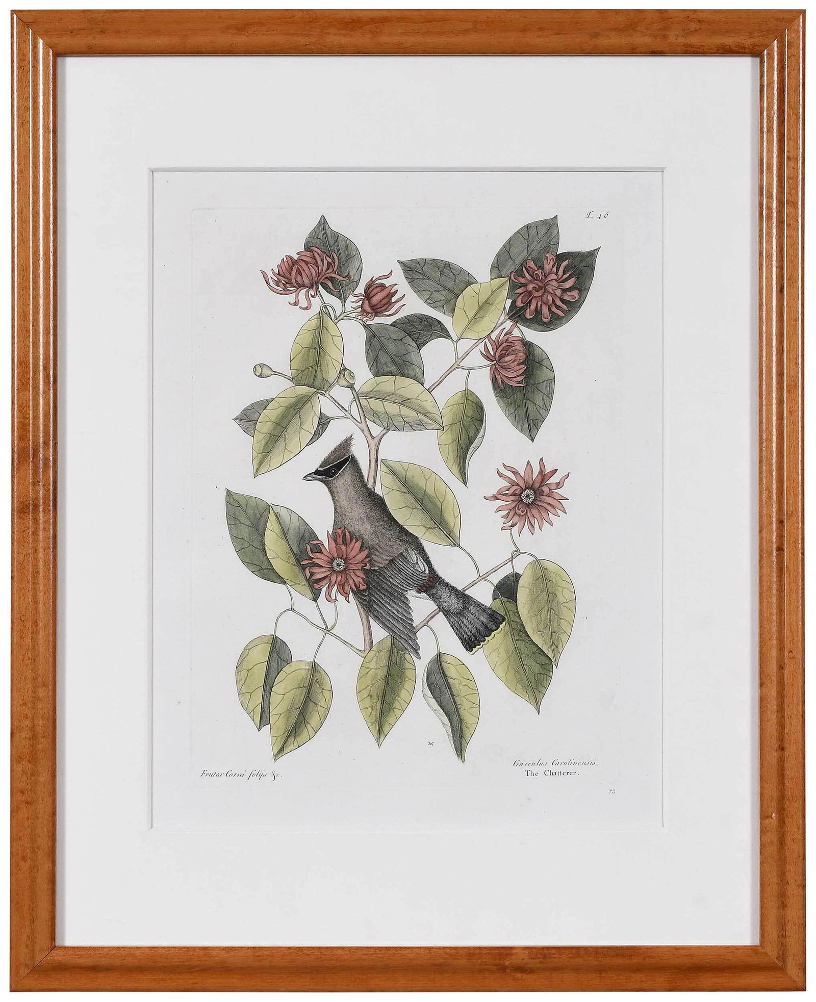 Mark Catesby: (British, 1679-1749) T. 46 The Chatterer, with sweet shrub, from The Natural History of Carolina, Florida and The Bahama Islands, 1731-1743, Vol. 1, hand colored engraving on laid paper with Strasburg