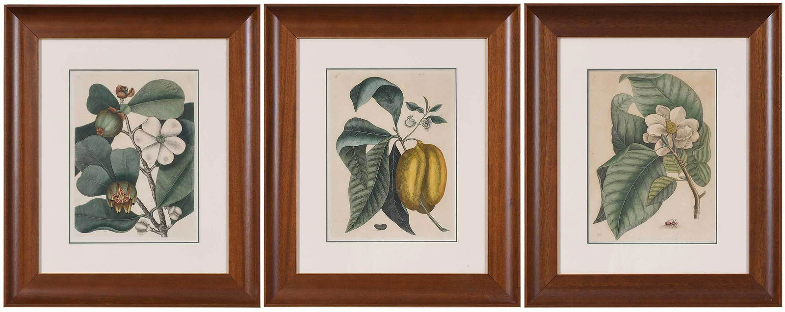 Mark Catesby: (British, 1679-1749) Three impressions from The Natural History of Carolina, Florida and The Bahama Islands, third edition: T. 99 The Balsam Tree, Clusia rosea Jacq. (Pitch Apple or Scotch Attorney),