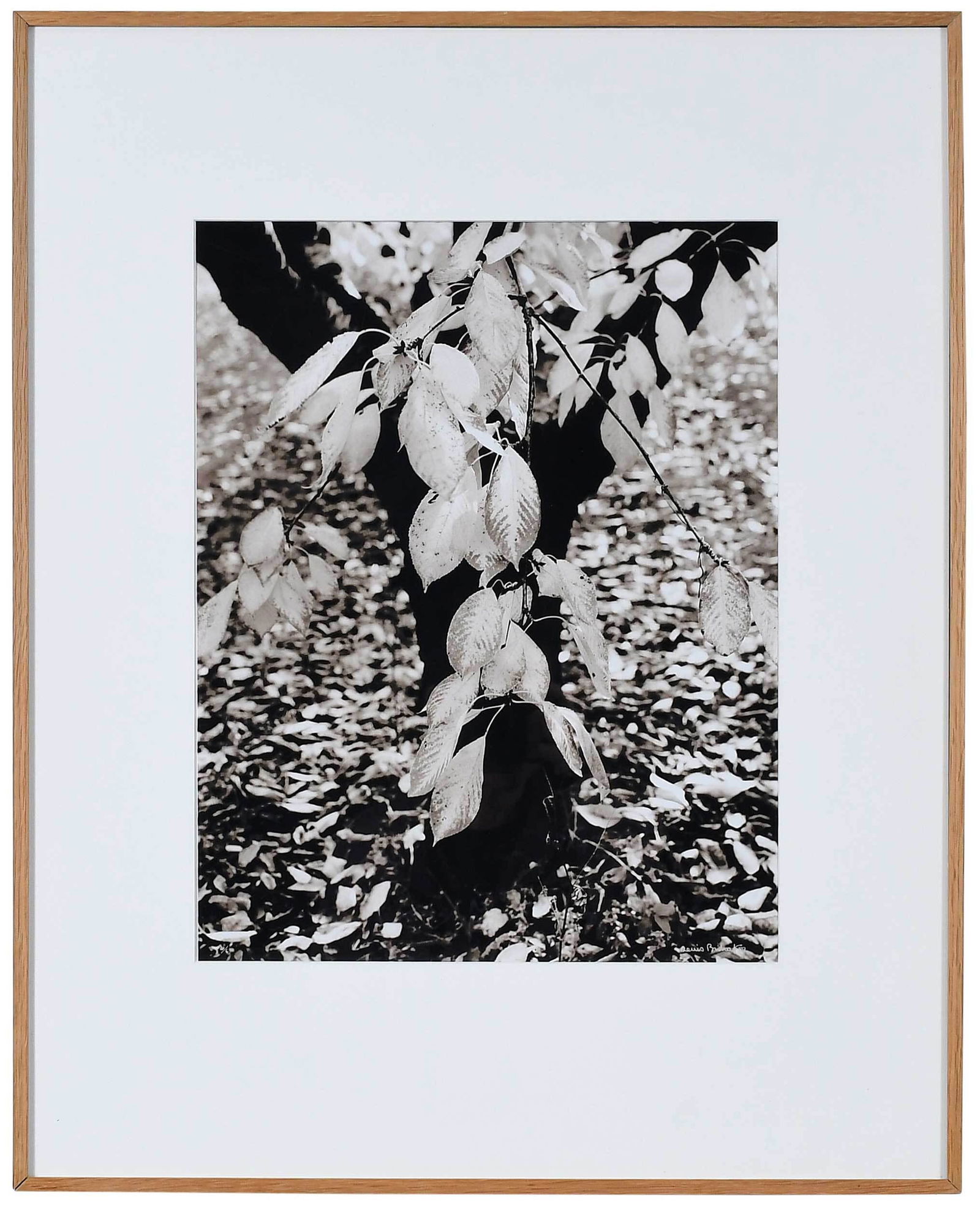 Denis Brihat (1 of 6)