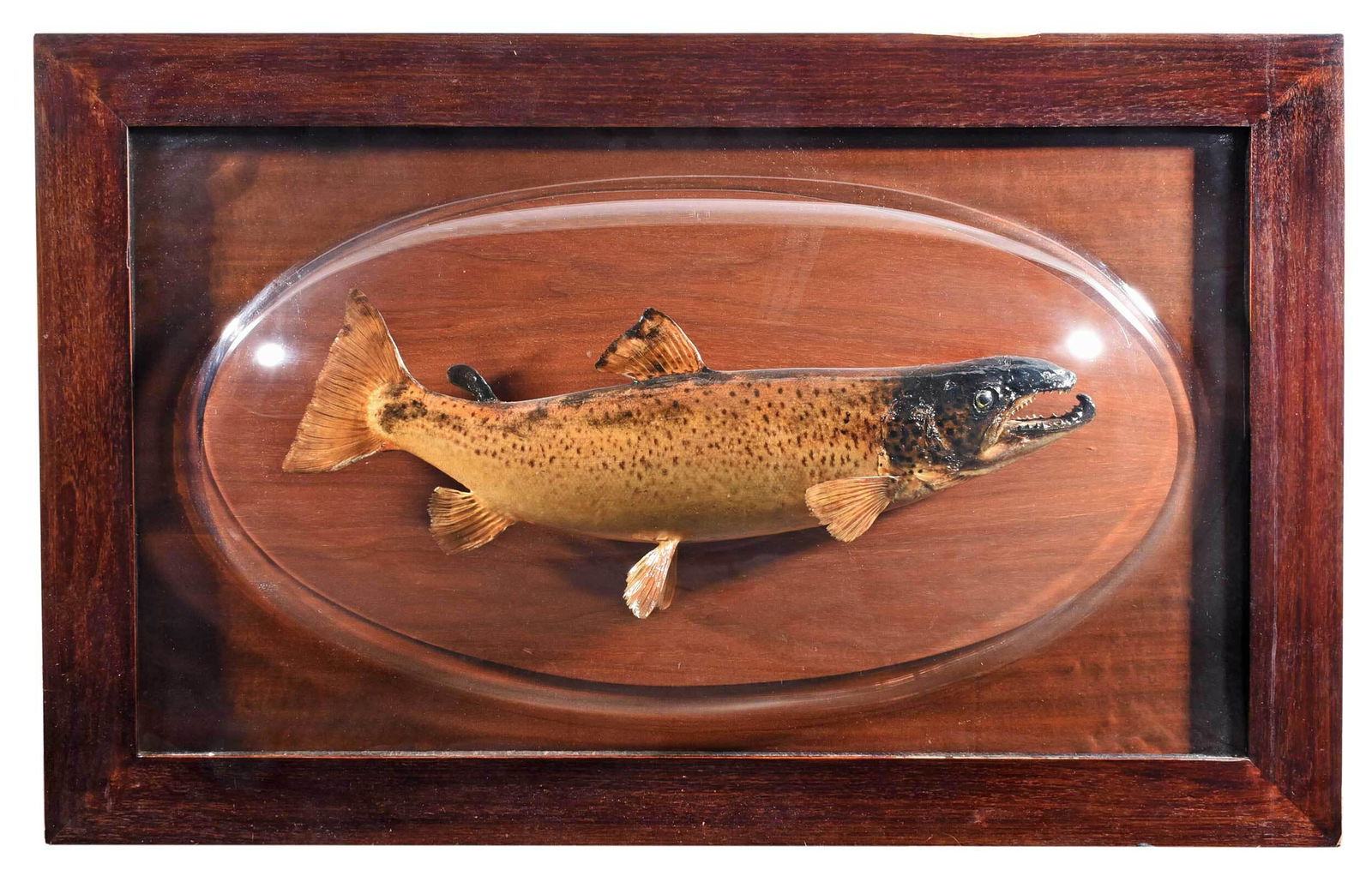 Framed Fish Taxidermy (1 of 8)