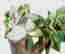 item-131360990=12