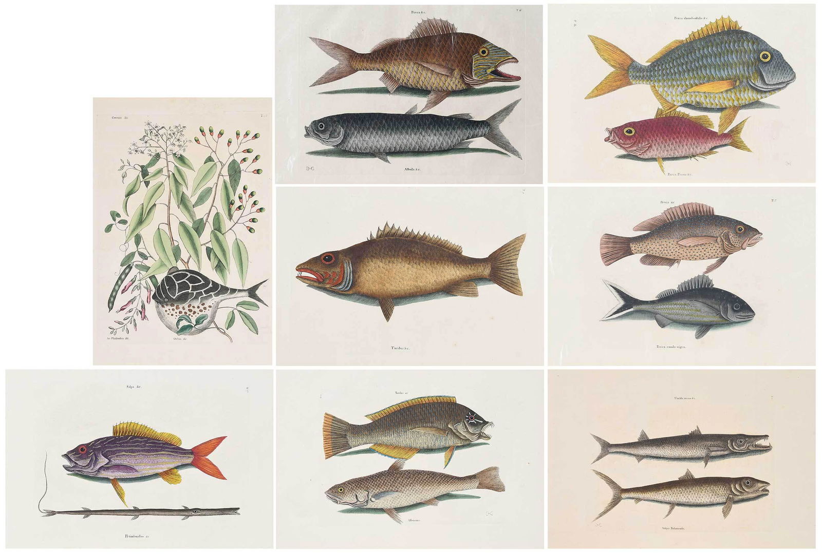 Eight Mark Catesby Fish Engravings: (British, 1679-1749) from The Natural History of Carolina, Florida and The Bahama Islands, third edition through 1812: T. 9 Gray Snapper, sheet 14-3/4 x 20-3/4 in. T. 1 Great Barracuda, sheet 14-1/2 x