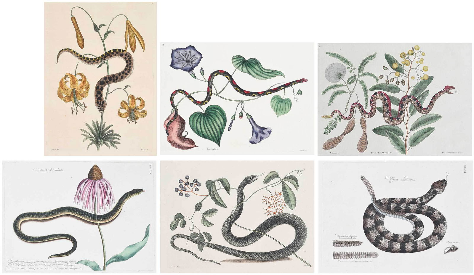 Six Mark Catesby Related Engravings, Snakes: (British, 1679-1749) Four from The Natural History of Carolina, Florida and The Bahama Islands: T. 60 The Bead Snake, with text, 1754, 20-3/8 x 14-1/4 in.; T. 42 Pygmy Rattlesnake, 1771, 14-1/4 x 20-1