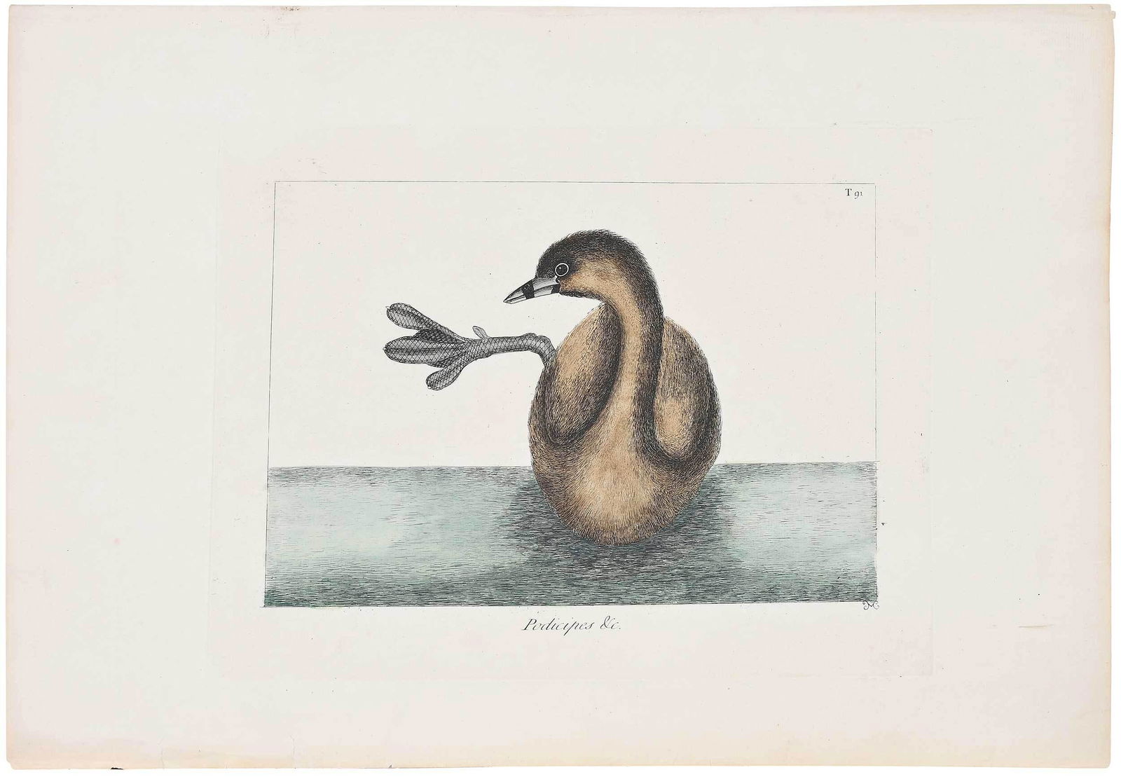 Mark Catesby Engraving: (British, 1679-1749) T. 91 Podicipes (Pied Billed Grebe), from The Natural History of Carolina, Florida and The Bahama Islands, 1754 edition, hand colored engraving on laid paper, sheet 14-1/4 x 20-3/
