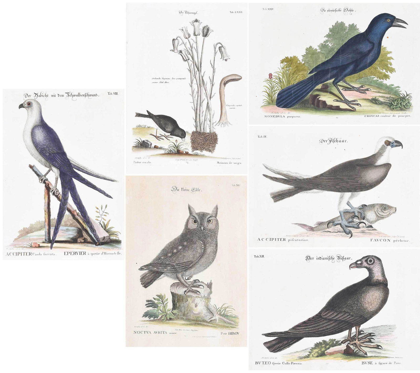 Six Engravings After Mark Catesby, Birds (1 of 20)