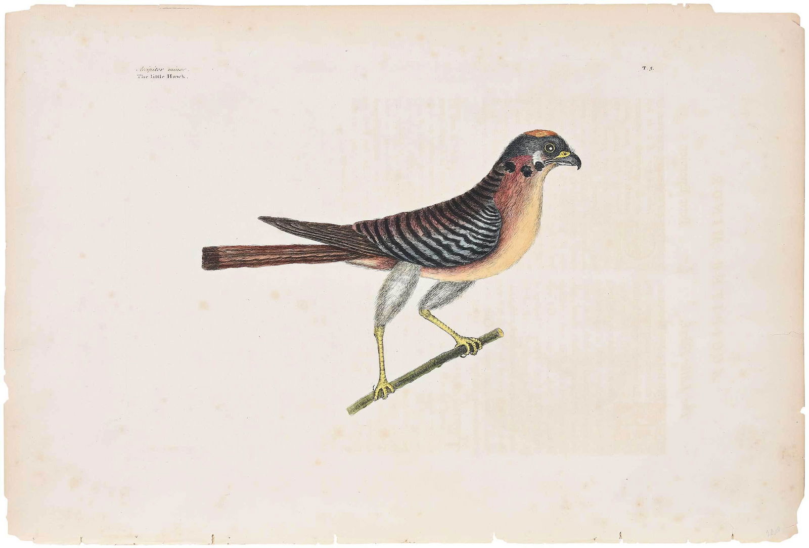 Mark Catesby Engraving: (British, 1679-1749) T. 3, The Little Hawk, with text, from The Natural History of Carolina, Florida and The Bahama Islands, 1754 edition, hand colored engraving on laid paper, sheet 14 x 20-5/8 in.;