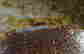 item-131361166=16