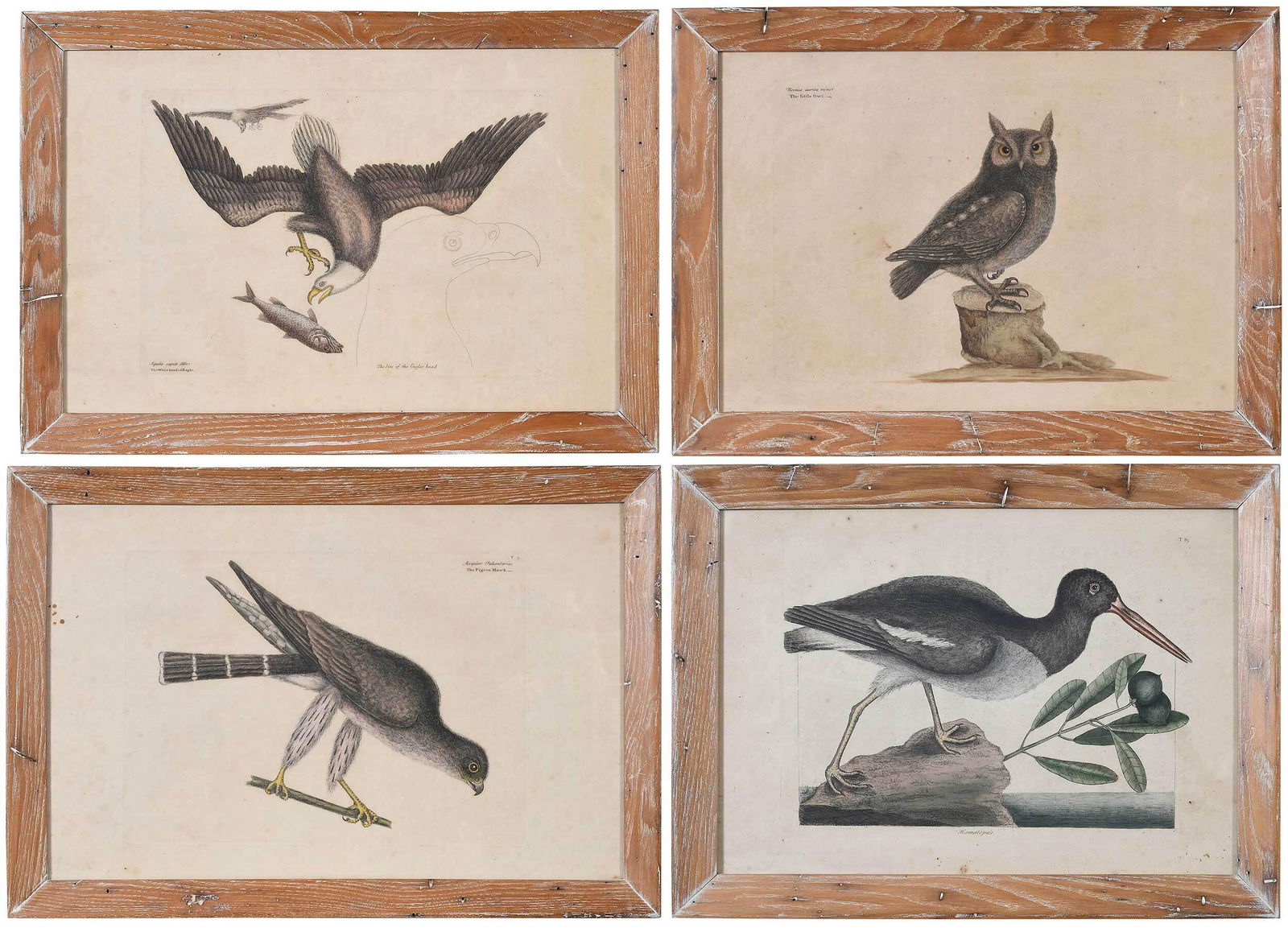 Four Mark Catesby Prints, 1731-1743: (British, 1679-1749) T. 1 The White headed Eagle, plate 10-1/2 x 14-7/8 in.; T. 3 The Pigeon Hawk, plate 10-1/8 x 14 in.; T. 7 The little Owl, plate 10-1/8 x 13-5/8 in.; T. 85 American Oystercatcher,