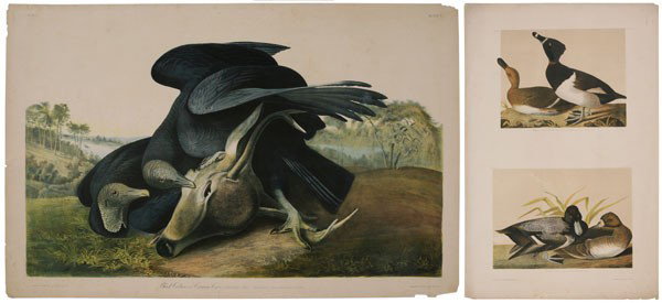 After John James Audubon: (New York, 1785-1851), Two double elephant folio prints: "Black Vulture or Carrion Crow", plate 3, 25-5/8 x 39-1/2 in. (page), [7 in. tear with other tears at edges (four taped verso), some loss to pa