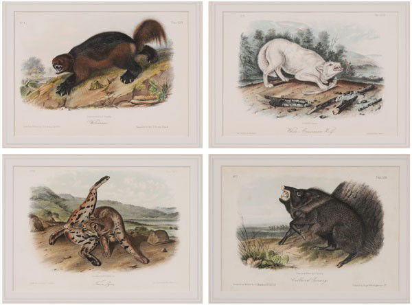 After John James Audubon: (New York, 1785-1851), four royal octavo edition prints: "White American Wolf", "Texan Lynx", "Wolverene" [sic,] "Collared Peccary", first edition, printed by Nagel & Weingaertner, [foxing,] from [The
