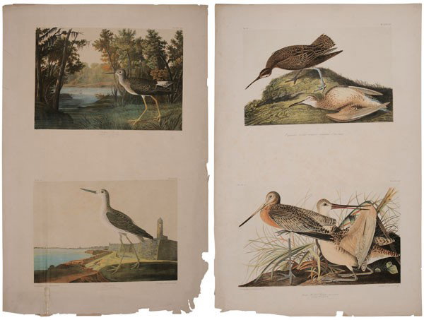 After John James Audubon: (New York, 1785-1851), Two double elephant folio prints: "Yellow Hank", plate 344, and "Greenshank", plate 346, [with tape;] "Esquimaux Curlew", plate 357, and "Great Marbled Godwit", plate 353, from 
