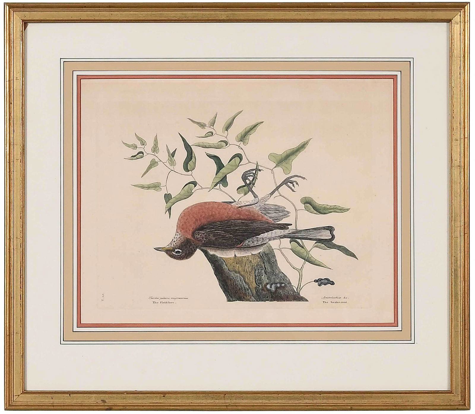 Mark Catesby: (British, 1679-1749) T. 29. The Fieldfare, from The Natural History of Carolina, Florida and The Bahama Islands, 1731-1743 edition, Vol. 1, hand colored engraving on laid paper, plate 10 1-4 x 13-7/8