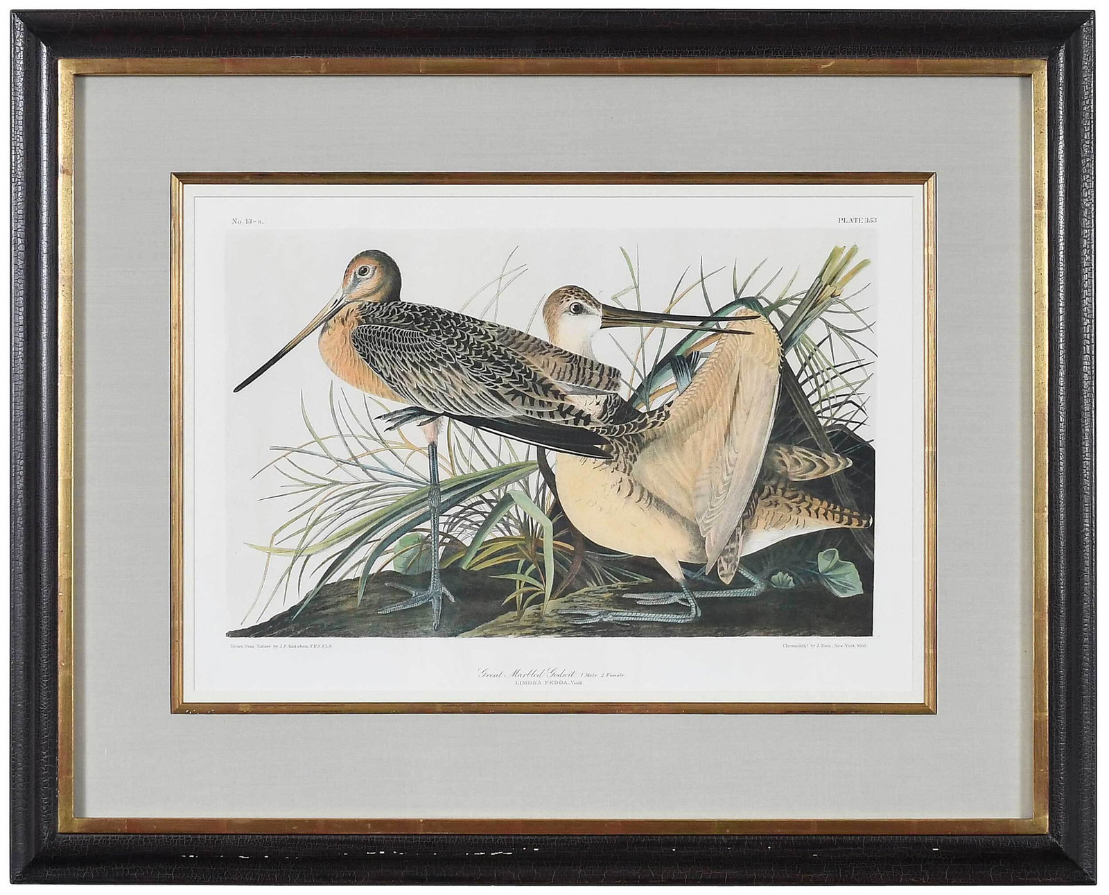 After John James Audubon: (New York, 1785-1851) Great Marbled Godwit, Pl.353 from Birds of America, Bien edition, 1860, chromolithograph on paper, sheet 17 x 23-5/8 in.; wood frame, 27-1/8 x 34-1/4 in. Provenance: Private Coll