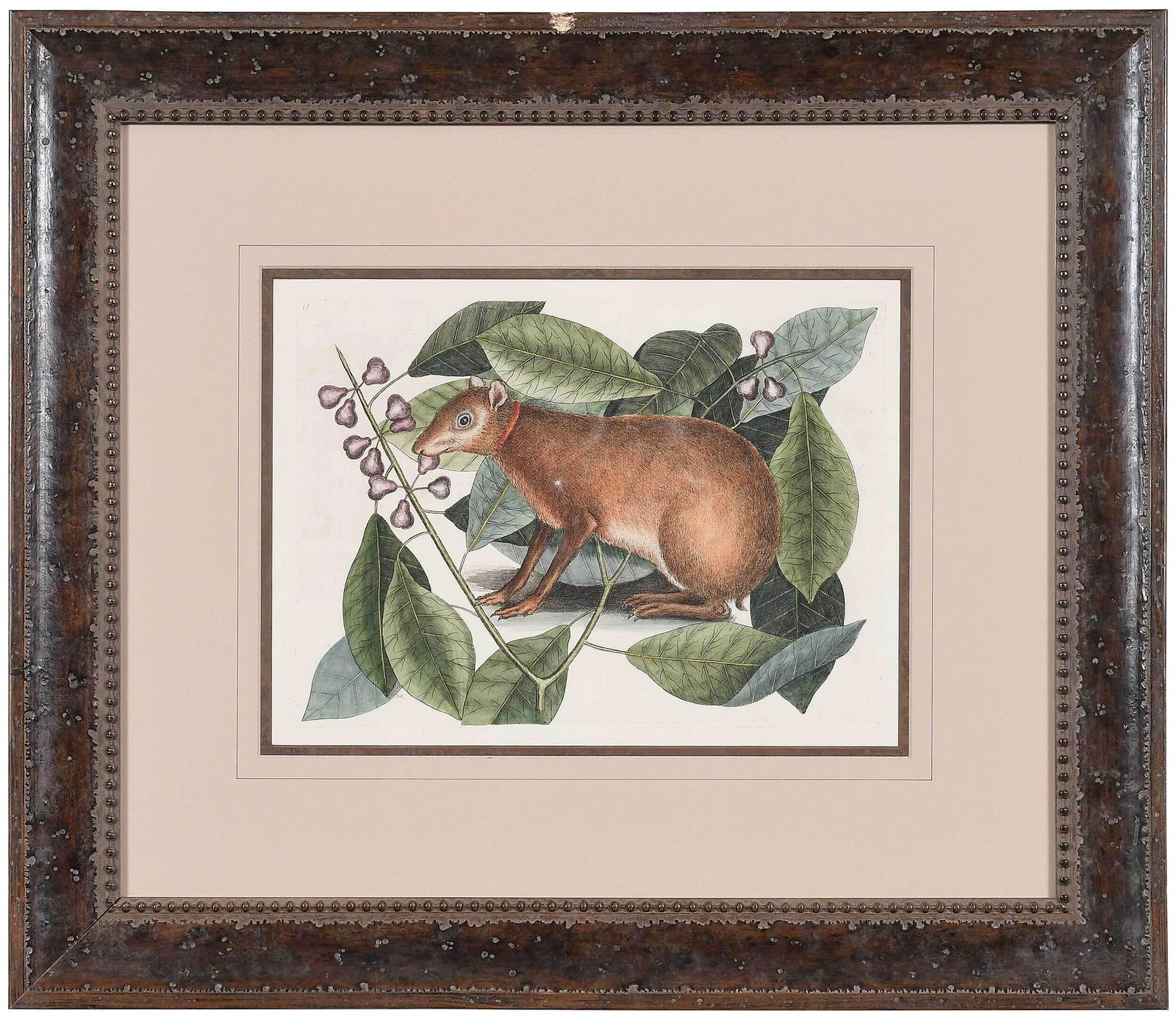 Mark Catesby: (British, 1679-1749) Two mammalian subject hand colored engravings from The Natural History of Carolina, Florida and The Bahama Islands: T. 18 Java Hare, signed with monogram in plate, 1754 edition, o