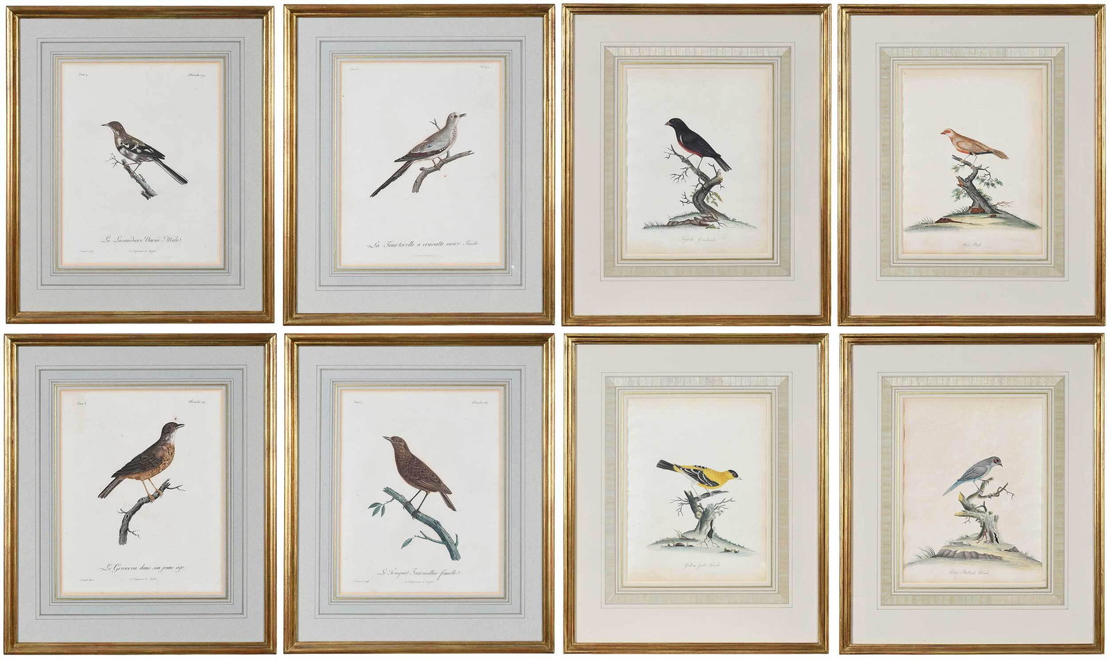 Two Sets of Four Ornithological Prints: (British and French, 19th century) William Hayes (British, 1735-1802), four from Curious Exotic Birds, London, 1817, Emily Hayes, Matilda Hayes, Anne Hayes, et al. (engravers and colorists), hand colo