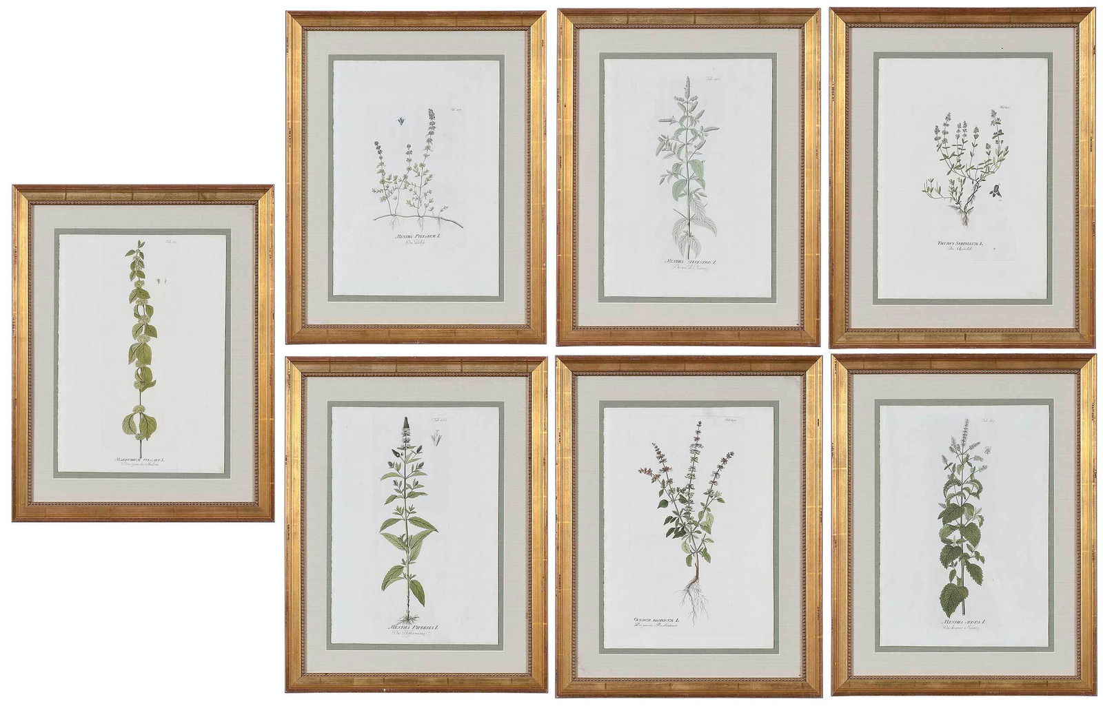 Set of Seven Apothecary Prints: (Continental, 18th or 19th century) Herbs: Tab. 490 Thymus Serpillum, Tab. 491 Ocymum Basilcum, Tab. 467 Mentha Crispa, Tab. 469 Mentha Pulegium, Tab. 466 Mentha Sylvestris, Tab. 487 Marrubium