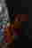 item-135835714=5