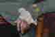 item-135835727=4