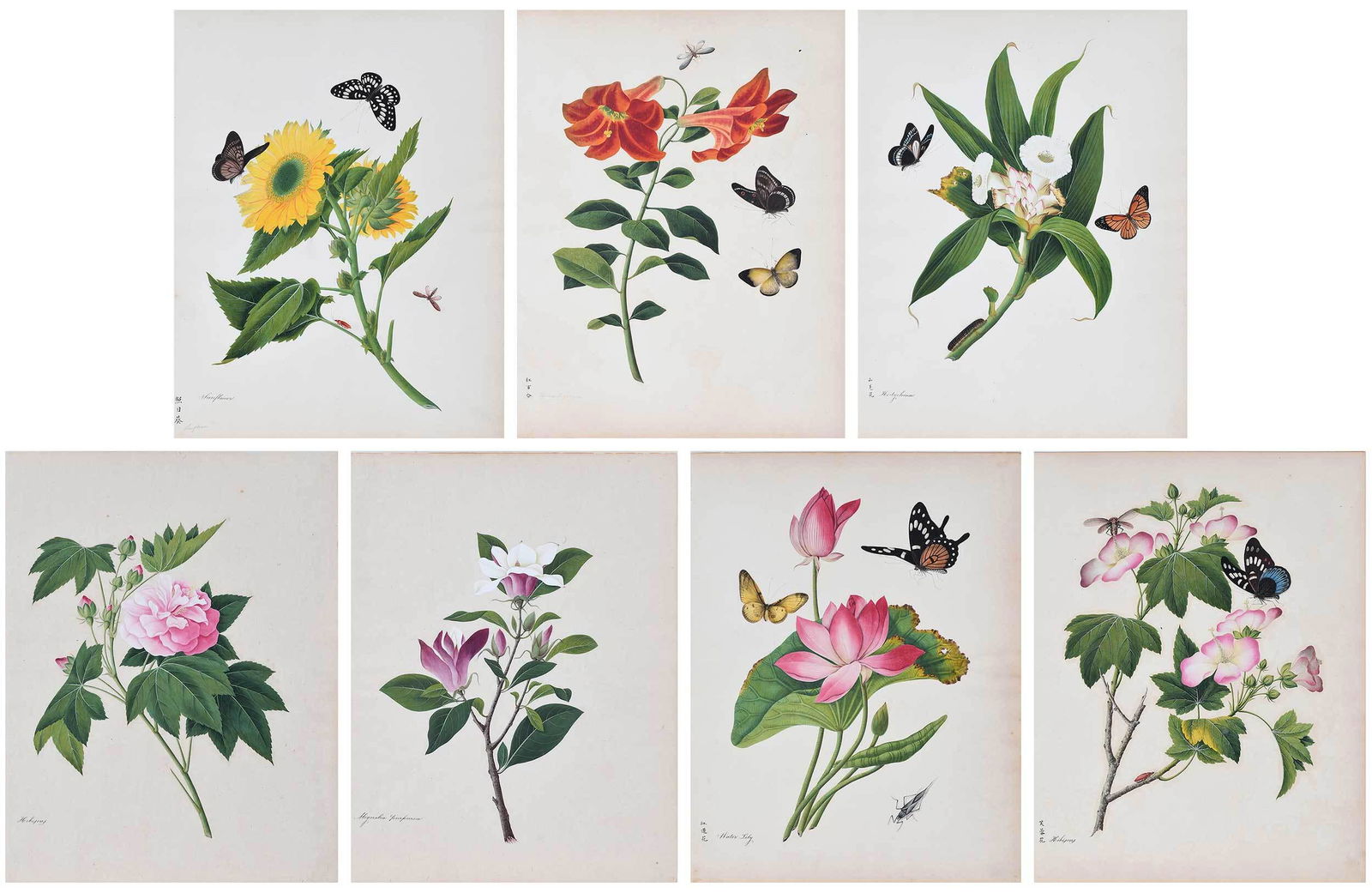 Group of Seven Unframed Chinese Botanical Watercolors: (19th century) seven botanical and entomological subjects, including: Sunflower; Hedychium; Water Lily; Magnolia; and others, titled lower left, five with Chinese character script lower left, watercol