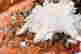 item-135836276=9