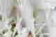 item-135836283=3