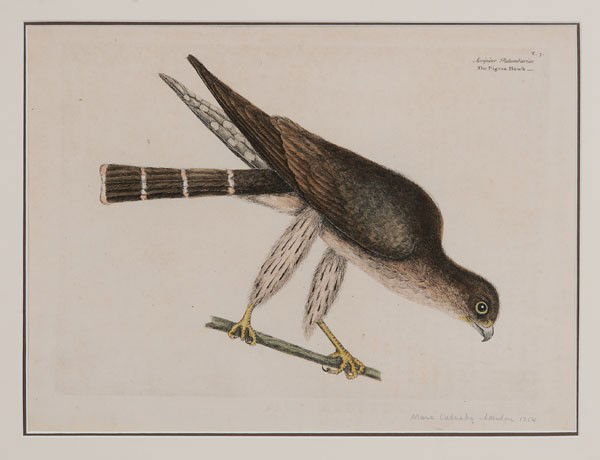 Mark Catesby: (British, 1682-1749), The Pigeon Hawk, from [The Natural History of Carolina, Georgia, Florida and the Bahama Islands,] 1754 edition, hand-colored etching on laid paper with "IHS Ivillidary" watermark